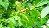 ചിത്രം:Coffea arabica-15.png