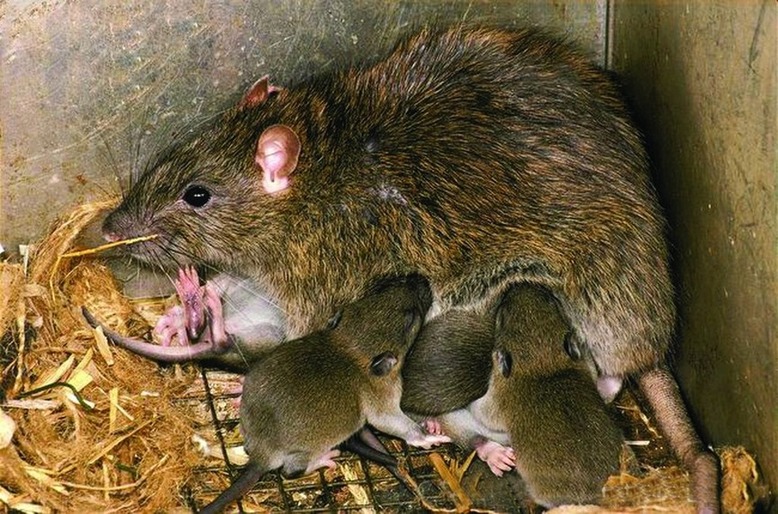ചിത്രം:Vol5p329 Brown-rat-with-young-17-days-old.jpg