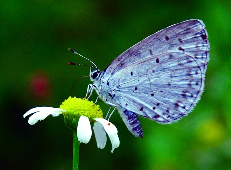 ചിത്രം:Vol5p152 lepidoptera.jpg