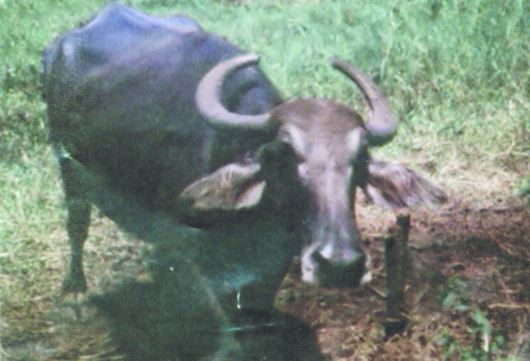 ചിത്രം:Vol6p223 Kannukali-Kuttanad Cow.jpg