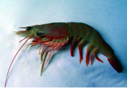 ചിത്രം:Metapenaeus affinis.png