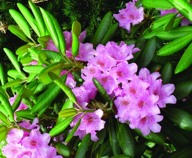 ചിത്രം:Vol5p218 rhododendron.jpg