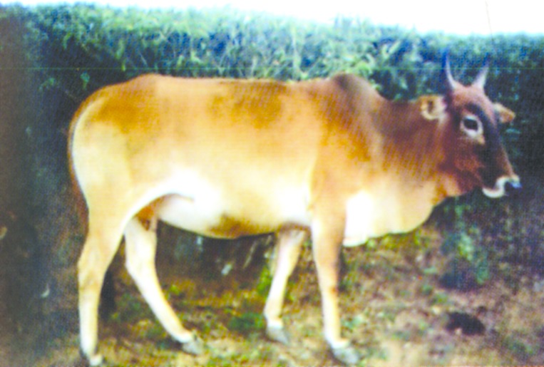 ചിത്രം:Vol6p223 Kannukali-Highrange cow.jpg