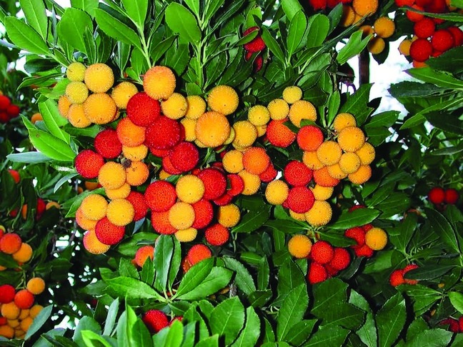 ചിത്രം:Vol5p218 Arbutus unedo.jpg