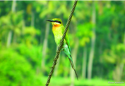 ചിത്രം:Valiya velithatha04.png