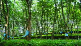 ചിത്രം:Rubber-plantation.png