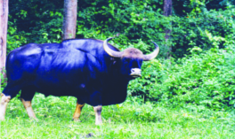 ചിത്രം:Kattupothu-04.png
