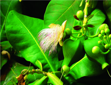ചിത്രം:Barringtonia samudrappazham-11.png