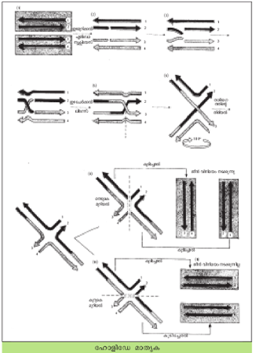 ചിത്രം:Pg741sr.png