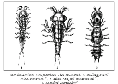 ചിത്രം:Pno8.png