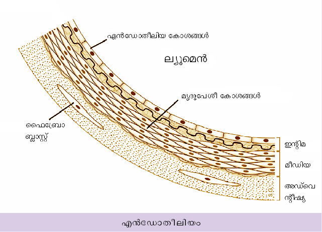ചിത്രം:Vol5 174 image.jpg