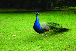 ചിത്രം:Mayil005.png