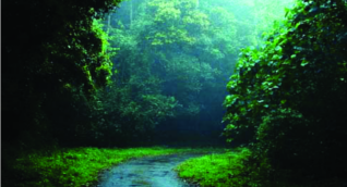 ചിത്രം:Pampadum shola national park.png