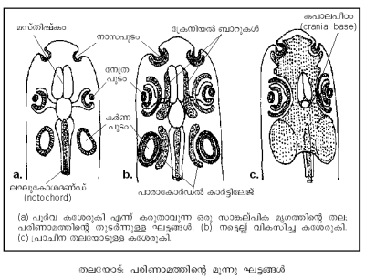 തലയോട്: പരിണാമത്തിന്റെ മൂന്നു ഘട്ടങ്ങള്‍