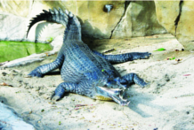ചിത്രം:Cheenkanni07.png