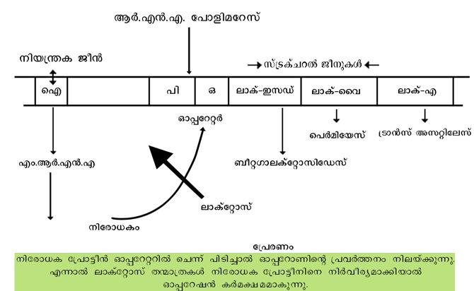 ചിത്രം:Jeen001.jpeg