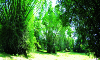 ചിത്രം:Wayanad-Bamboo001.png