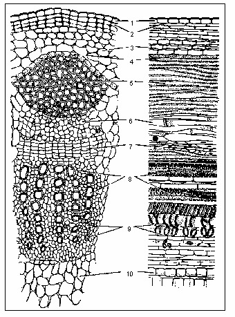 ചിത്രം:Anatomy.jpg