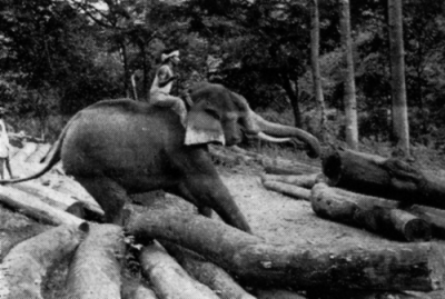 ചിത്രം:P.no.795 a.png