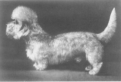 ചിത്രം:Dandie.png
