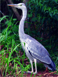 ചിത്രം:Charamundi.png