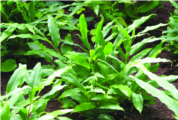 ചിത്രം:Elettaria Cardamomum-16.png