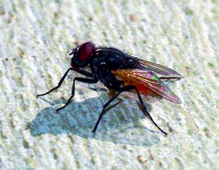ചിത്രം:Vol5p152 musca domestica september 2007-1-300x233.jpg
