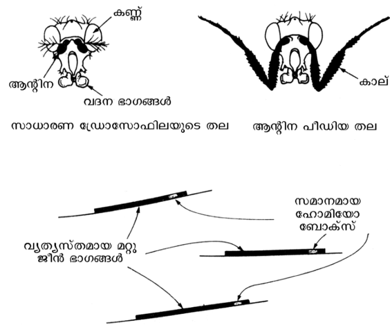ചിത്രം:SR 407.png