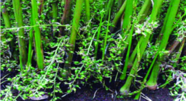 ചിത്രം:Elam krishi.png