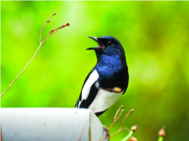 ചിത്രം:Magpai robin10.png