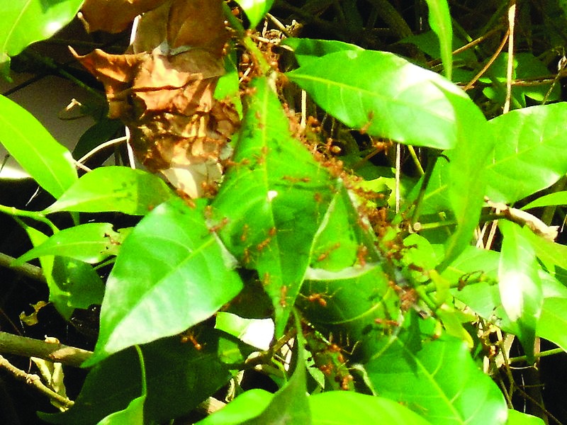 ചിത്രം:Vol5p329 800px-Ants leaf nest DSCN0203.resized.jpg