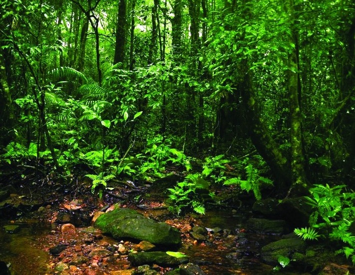 ചിത്രം:Vol5p433 rain forest.jpg