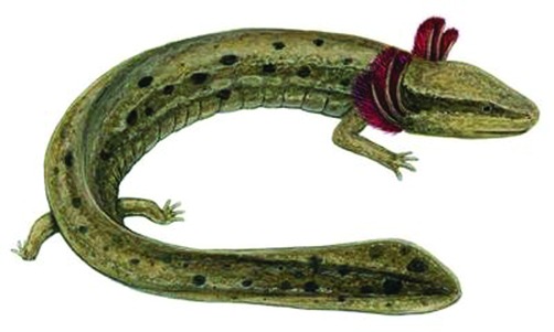 ചിത്രം:Vol3p110 Necturus maculosus medium.jpg