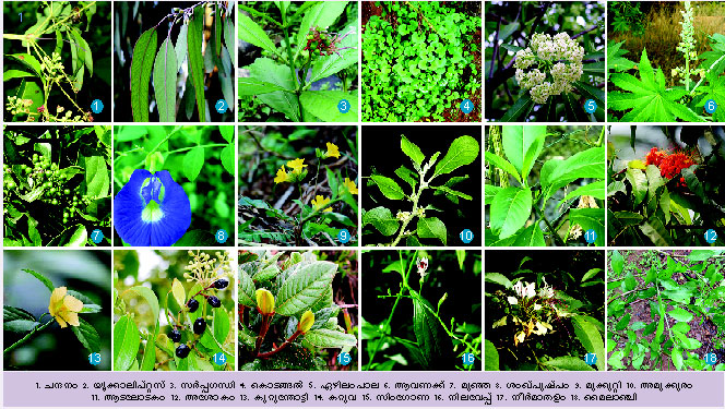 ചിത്രം:Vol5 910 image.jpg