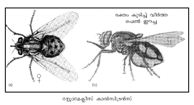 ചിത്രം:702a.png