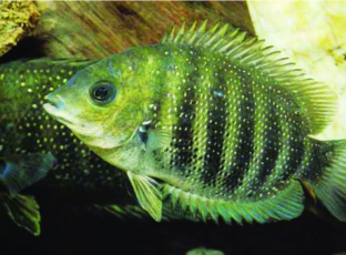 ചിത്രം:Karimeen002.png
