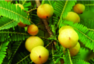 ചിത്രം:Nellikka-19.png