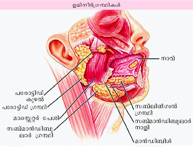 ചിത്രം:Vol4 717 1.jpg