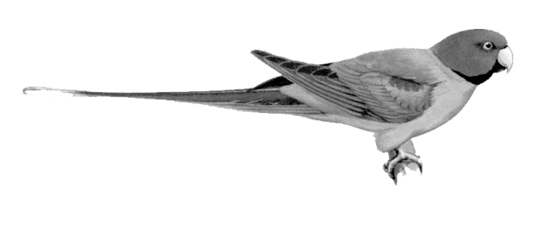 ചിത്രം:Parrot 2.png