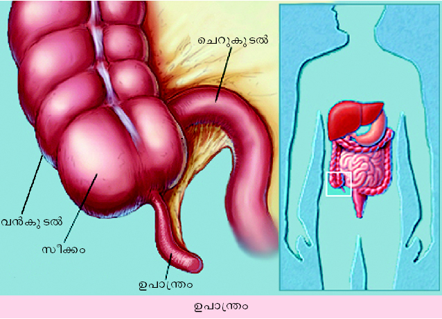 ചിത്രം:Vol4 695 1.jpg