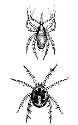 ചിത്രം:Spider2.png