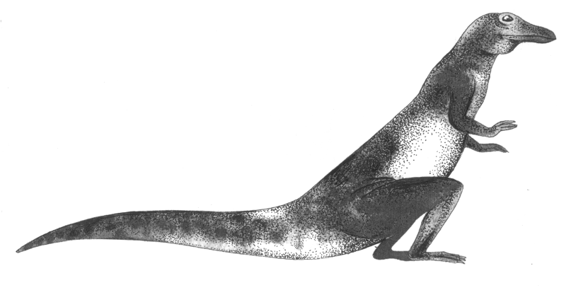 ചിത്രം:Euparkeria.png