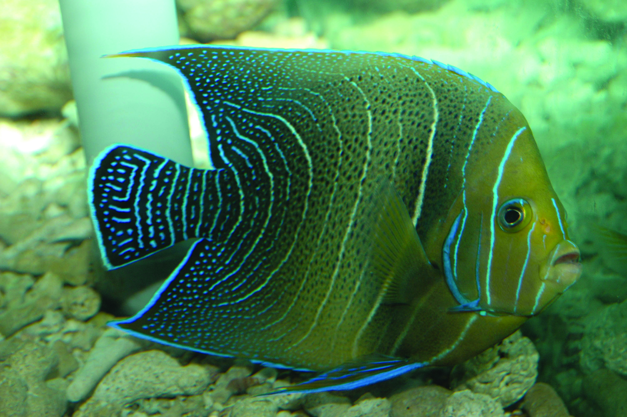 Image:p78b.jpg
