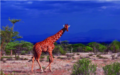 ചിത്രം:Giraffe.png