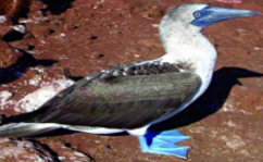 ചിത്രം:Blue-footed booby.png