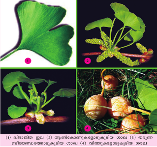 ചിത്രം:Jigo.png