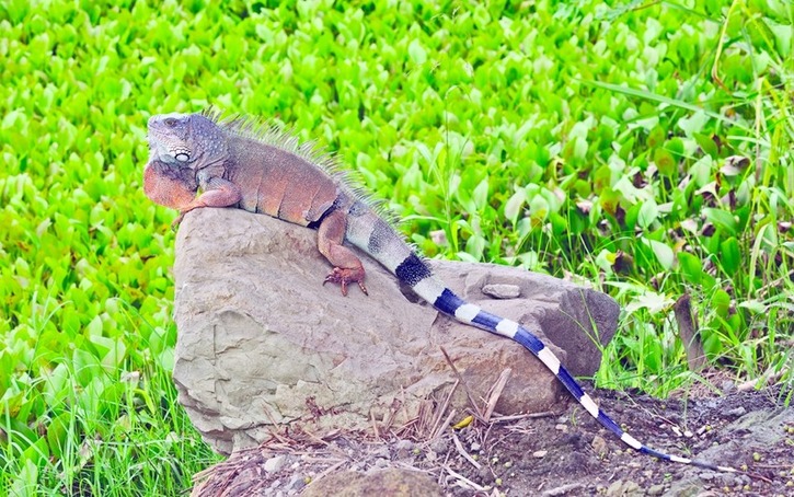 ചിത്രം:Vol4p658 Iguana.jpg
