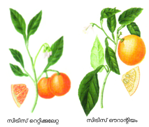 Image:Narakam.png