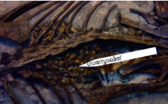 ചിത്രം:Gastrolith1.png