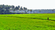 ചിത്രം:Koal agriculture kerala.png